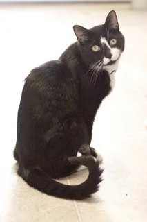 Cat found behind Grand Bend Chamber of Commerce